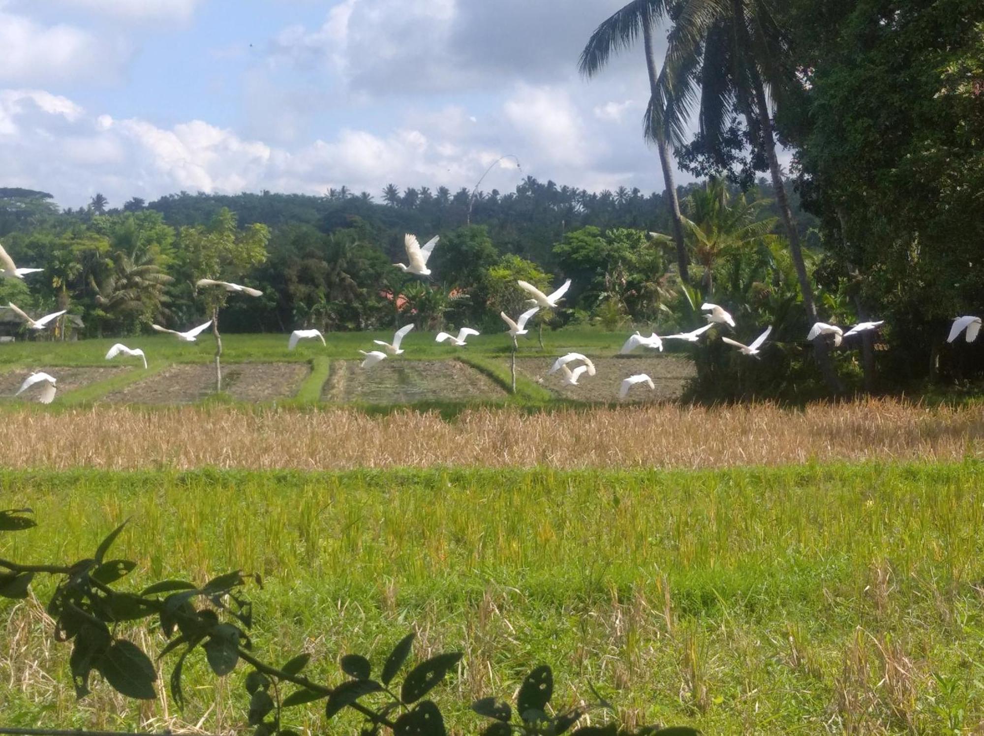 בניוואנגי Wooden Kemiren Homestay Banyuwangi מראה חיצוני תמונה